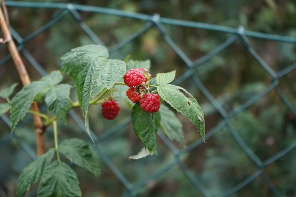 Červené Maliny Schonemann Ovocem Rostou Zahradě Červenci Rubus Idaeus Malina — Stock fotografie