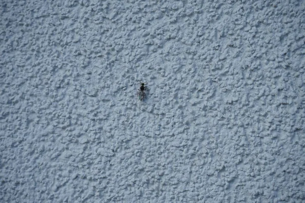 Camponotus Mit Flügeln Sitzt Juli Auf Einer Weißen Außenwand Zimmerameisen — Stockfoto