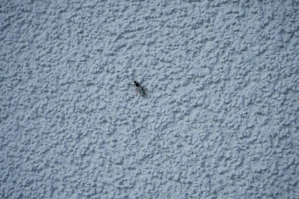Camponotus Med Vingar Sitter Vit Yttervägg Juli Snickarmyror Camponotus Spp — Stockfoto