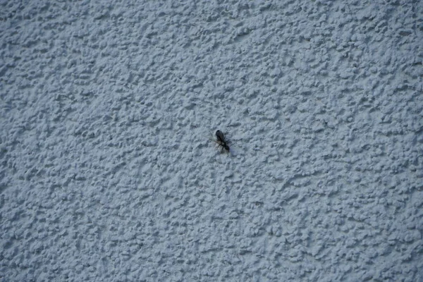 Camponotus Met Vleugels Zit Juli Een Witte Buitenmuur Houtmieren Camponotus — Stockfoto