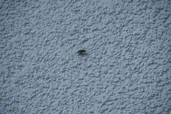 Camponotus Med Vingar Sitter Vit Yttervägg Juli Snickarmyror Camponotus Spp — Stockfoto