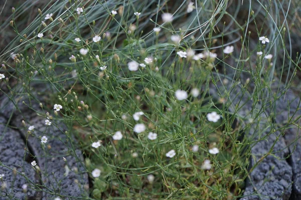 7月にPetrorhagia Saxfriagaが咲きます Petrorhagia Saxifriaga チュニック花やコートの花は カリフォリ科の小草本の開花植物です ドイツ ベルリン — ストック写真
