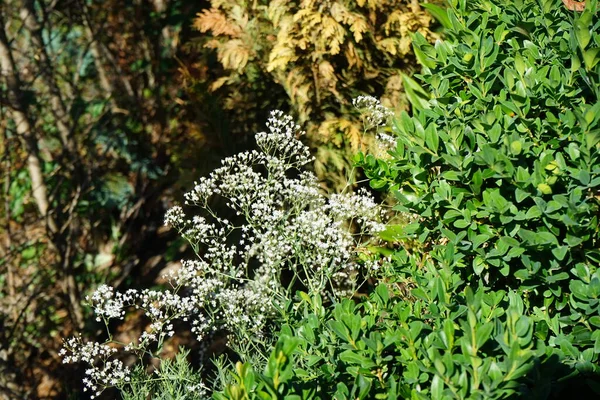 Júliusban Virágzik Gypsophila Paniculata Gypsophila Paniculata Baba Lehelete Közönséges Cigány — Stock Fotó