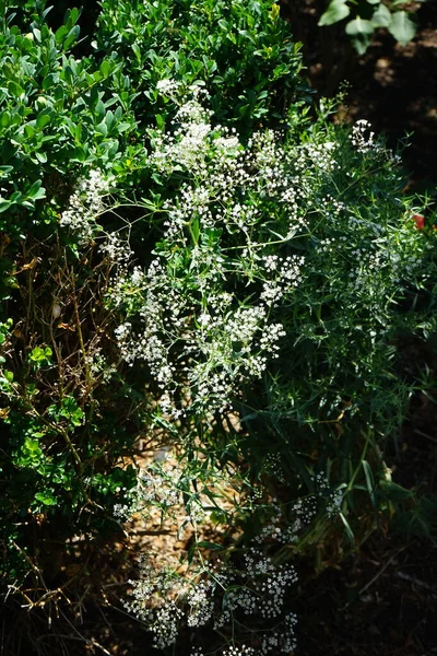 Gypsophila Paniculata Ανθίζει Τον Ιούλιο Gypsophila Paniculata Αναπνοή Του Μωρού — Φωτογραφία Αρχείου