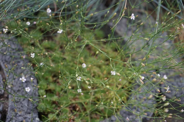 페트로 프란가 페트로 프란가 Petrorhagia Saxifraga 카리오 Caryophyllaceae 속하는 식물이다 — 스톡 사진