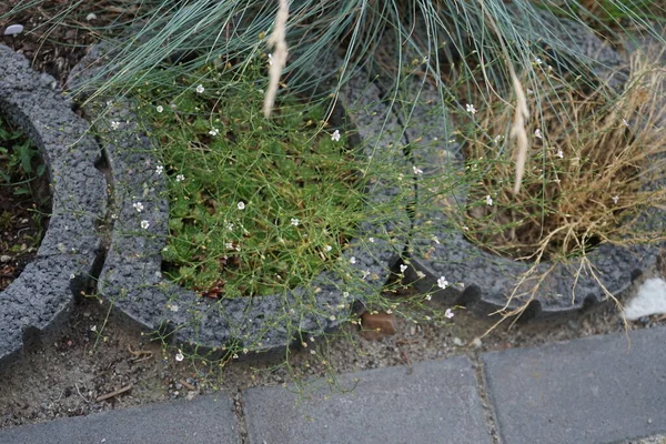 Petrorhagia saksafragası Temmuz ayında çiçek açar. Petrorhagia saksafraga, Caryophyllaceae familyasından küçük bir bitki türü. Berlin, Almanya 