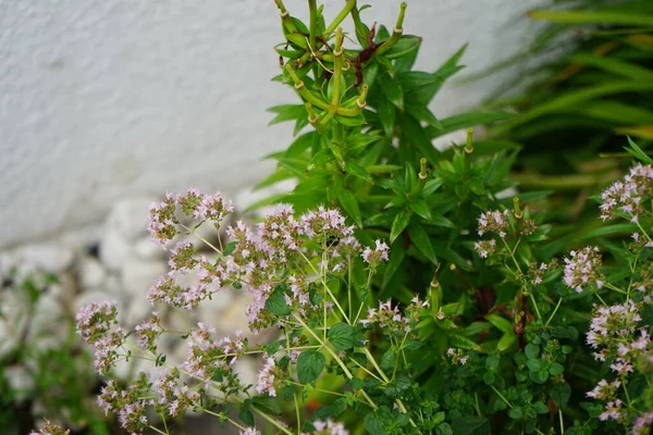 7月に集散花序を咲かせます オレガノ Oregano Origanum Valgare ミント科ラミア科の開花植物の一種です ドイツ ベルリン — ストック写真