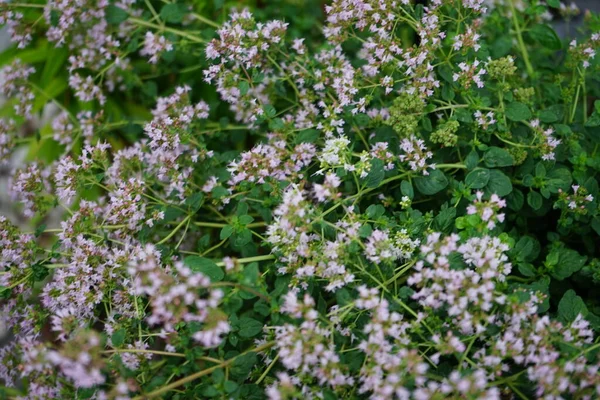 오리가눔 독수리는 피운다 Oregano Origanum Vulgare 속하는 꽃피는 식물의 일종이다 — 스톡 사진