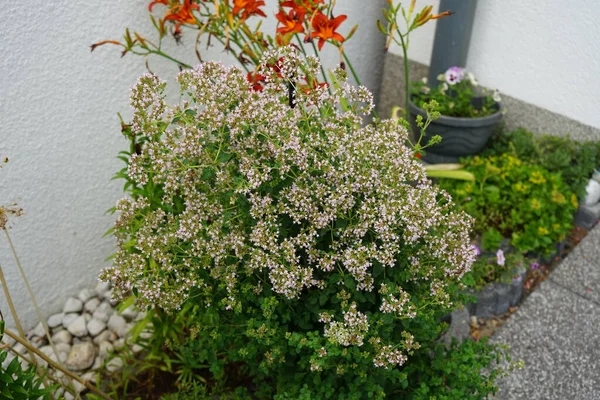 Origanum Vulgare Floresce Contra Flores Laranja Hemerocallis Fulva Julho Origanum — Fotografia de Stock