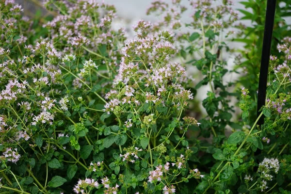 Origanum Vulgare Temmuzda Çiçek Açar Oregano Origanum Vulgare Lamiaceae Familyasından — Stok fotoğraf