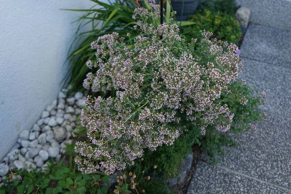 stock image Origanum vulgare blooms in July. Oregano, Origanum vulgare, is a species of flowering plant in the mint family Lamiaceae. Berlin, Germany 