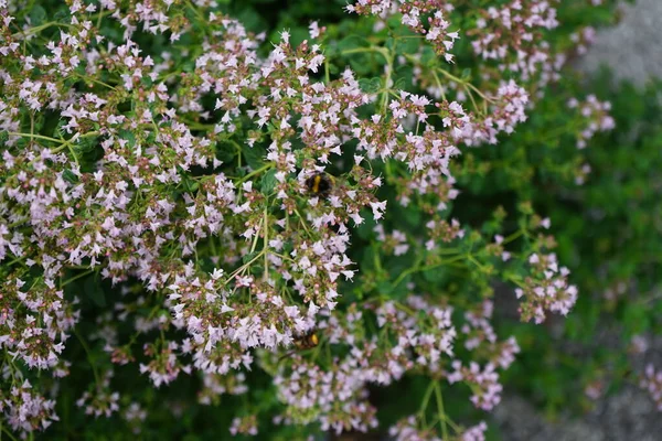 Böcekler Temmuz Ayında Kekik Otu Origanum Vulgare Çiçeklerinden Nektar Toplarlar — Stok fotoğraf