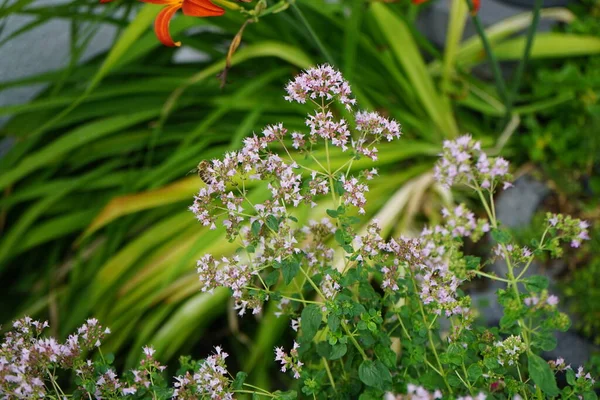 Насекомые Собирают Нектар Цветов Орегано Ориганум Вульгарный Июле Oregano Origanum — стоковое фото