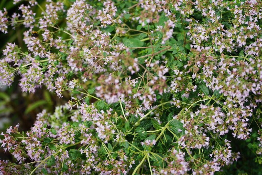Los insectos recogen néctar de las flores de orégano Origanum vulgare