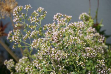 Avrupa bal arısı Temmuz ayında kekik çiçeklerinden nektar toplar. Origanum vulgare. Batı bal arısı, Avrupa bal arısı, Apis mellifera, Apis cinsinin etoosyal uçan böceği. Berlin, Almanya 