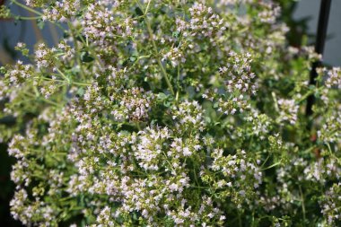 Avrupa bal arısı Temmuz ayında kekik çiçeklerinden nektar toplar. Origanum vulgare. Batı bal arısı, Avrupa bal arısı, Apis mellifera, Apis cinsinin etoosyal uçan böceği. Berlin, Almanya 