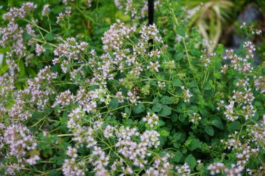 Bumblebee Bombus Terrestris Temmuz 'da kekik çiçeklerinin üzerinde oturur. Origanum vulgare. Bombus terrestris en çok sayıda yaban arısı türünden biridir. Berlin, Almanya  