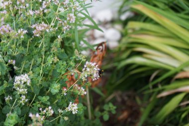Bumblebee Bombus terrestris, Temmuz ayında Hemerocallis fulva çiçeklerinin yanında kekik çiçeklerinin üzerinde oturur. Bombus terrestris en çok sayıda yaban arısı türünden biridir. Berlin, Almanya 