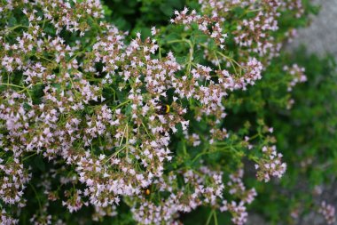 Bumblebee Bombus Terrestris Temmuz 'da kekik çiçeklerinin üzerinde oturur. Origanum vulgare. Bombus terrestris en çok sayıda yaban arısı türünden biridir. Berlin, Almanya 