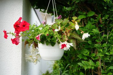 Kırmızı ve mor petunyalar, beyaz 'Aydınlatma Beyaz' begonyalarıyla birlikte Temmuz ayında bir asma kabında çiçek açarlar. Berlin, Almanya 