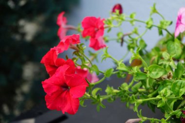 Kırmızı ve pembe petunya çiçekleri Temmuz ayında açar. Petunia, Petunioideae familyasından bir cinstir. Berlin, Almanya