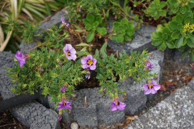 Calibrachoa 'Kabare Yabanarısı Mavisi' Temmuz 'da bahçede çiçek açıyor. Calibrachoa, Solanaceae familyasından bir bitki cinsidir. Berlin, Almanya