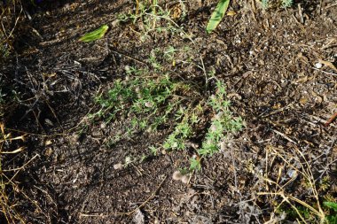 Trifolium arvense temmuzda çiçek açar. Trifolium arvense, tavşan ayağı yoncası, yonca, yonca ya da yonca, fasulye familyasından bir çicek türü. Berlin, Almanya 