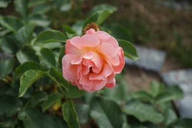 Floribunda Temmuz 'da' Marie Curie 'çiçek açtı. Rose, Rosaceae familyasından, Rosa cinsine ait uzun ömürlü bir çiçek bitkisidir. Berlin, Almanya 
