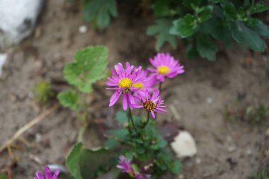 Brachyscome temmuzda çiçek açar. Brachyscome, Asteraceae familyasından bir bitki cinsidir. Berlin, Almanya 