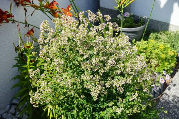 Europeiska Honungsbin Samlar Nektar Från Blommor Oregano Blommor Origanum Vulgare — Stockfoto
