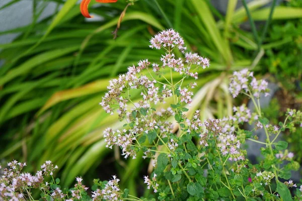Abelha Melífera Europeia Recolhe Néctar Das Flores Orégano Origanum Vulgare — Fotografia de Stock