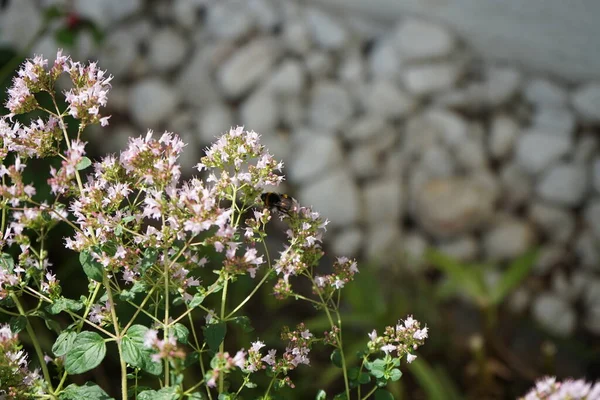 バンブルビー7月にはオレガノの花にボンバスのテラスがあります ボンブテロ Bombus Terrestris 数あるバンブルビー種の一つである ドイツ ベルリン — ストック写真