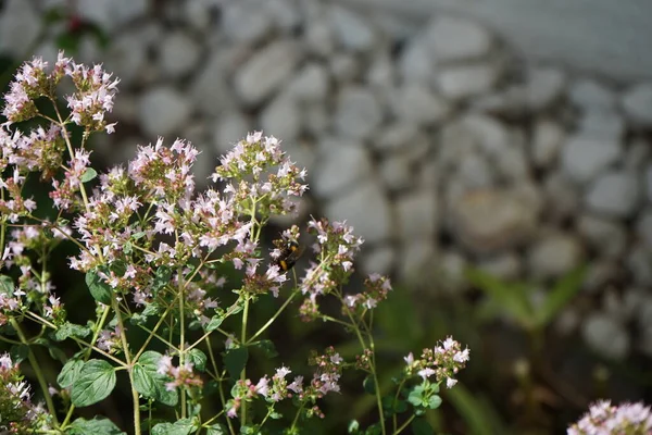 バンブルビー7月にはオレガノの花にボンバスのテラスがあります ボンブテロ Bombus Terrestris 数あるバンブルビー種の一つである ドイツ ベルリン — ストック写真