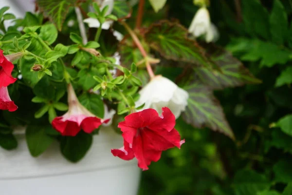 Petúnias Vermelhas Roxas Juntamente Com Branco Ilumination White Begônias Florescer — Fotografia de Stock