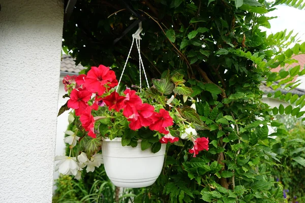Merah Dan Ungu Petunia Bersama Dengan Putih Pencerahan Putih Begonia — Stok Foto