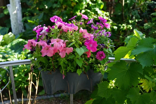 stock image Petunia and Viola cornuta flowers bloom in a hanging flower pot in July. Petunia is a genus in the family Solanaceae, subfamily Petunioideae. Berlin, Germany