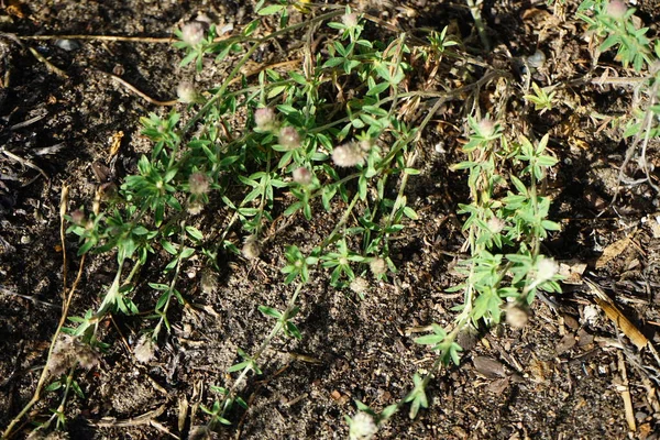 7月に三畳紀の花を咲かせます Trifolium Arvense ウサギの足のクローバー ウサギの足のクローバー 石のクローバーまたは古いフィールドのクローバーは 豆科の開花植物です ドイツ ベルリン — ストック写真