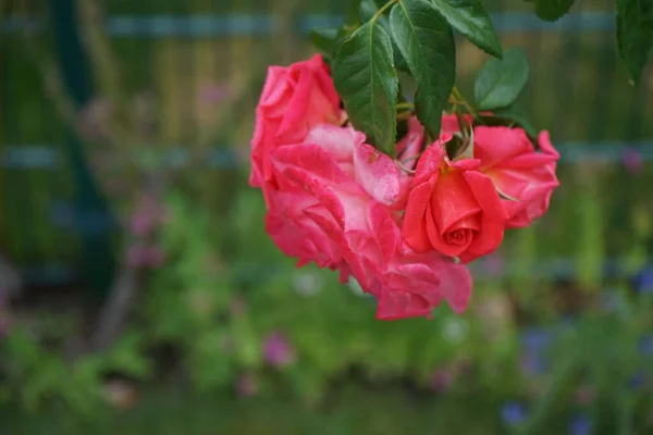 Wspinaczka Róża Krzak Różowo Czerwonymi Kwiatami Kwitnie Ogrodzie Lipcu Rose — Zdjęcie stockowe