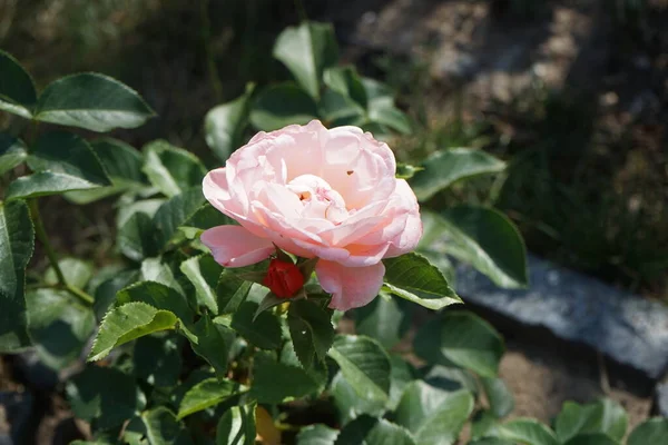 Floribunda Τριαντάφυλλο Marie Curie Ανθίζει Πορτοκαλί Τον Ιούλιο Τριαντάφυλλο Είναι — Φωτογραφία Αρχείου