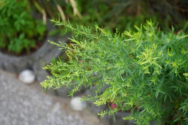 Artemisia Dracunculus Florece Jardín Julio Artemisia Dracunculus Una Especie Planta — Foto de Stock
