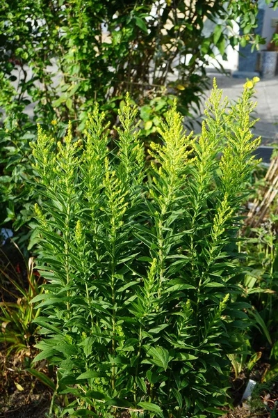 Solidago Canadensis Temmuzda Büyür Solidago Canadensis Asteraceae Familyasından Uzun Ömürlü — Stok fotoğraf