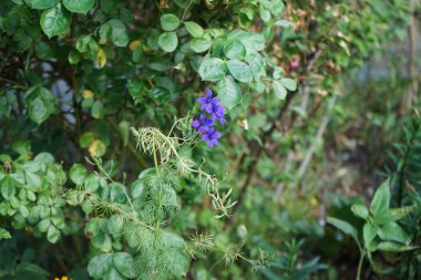 Delphinium Consolida koyu mor çiçekleri ve tüylü yaprakları vardır. Consolida regalis (