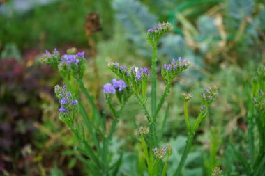 Limonyum sinuatum, Syn. Dalgalı deniz lavantası (İngilizce: 
