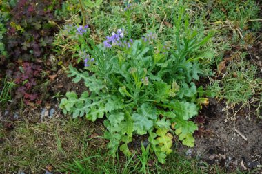 Limonium sinuatum, syn. wavyleaf sea lavender, statice, sea lavender, notch leaf marsh rosemary, sea pink, is a Mediterranean plant species in the family Plumbaginaceae known for its papery flowers. Berlin, Germany 