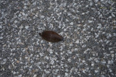 Temmuz 'da terasta bir sümüklü böcek emekler. Salyangoz ya da kara sümüklüböceği, daha az karasal gastropod yumuşakçaları için yaygın bir isimdir. Berlin, Almanya 