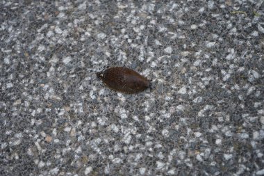 Temmuz 'da terasta bir sümüklü böcek emekler. Salyangoz ya da kara sümüklüböceği, daha az karasal gastropod yumuşakçaları için yaygın bir isimdir. Berlin, Almanya 