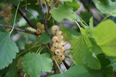 Ribes rubrum 'Witte Parel' Temmuz 'da böğürtlenlerle yetişir. Frenk üzümü (