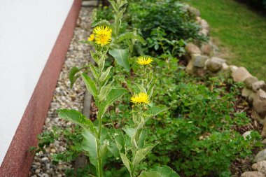 Inula helenyumu temmuzda çiçek açar. Elektropan (