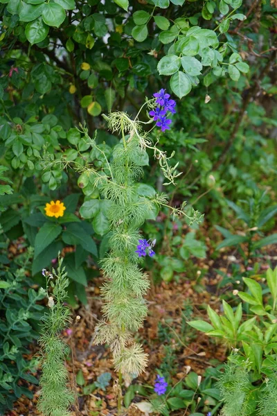 デルフィニウムのコンソリダには濃い紫色の花と羽状の葉があります コンソリダレガリス Consolida Regaris ロケットラークスパー およびフィールドラークスパーを形成する草本植物である ドイツ ベルリン — ストック写真