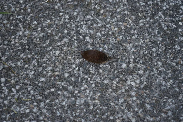 Ένας Γυμνοσάλιαγκας Σέρνεται Στη Βεράντα Τον Ιούλιο Slug Γυμνοσάλιαγκας Είναι — Φωτογραφία Αρχείου